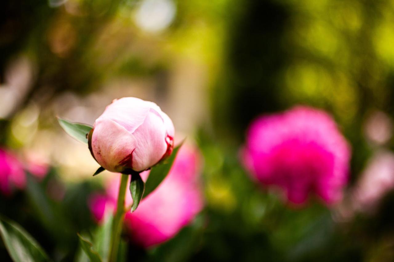 Saint-Elix-le-ChateauMirguet Au Jardin公寓 外观 照片