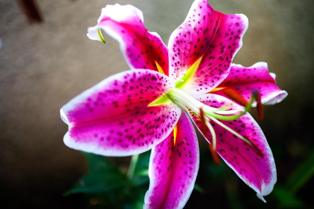 Saint-Elix-le-ChateauMirguet Au Jardin公寓 外观 照片