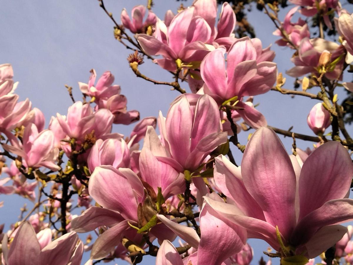 Saint-Elix-le-ChateauMirguet Au Jardin公寓 外观 照片
